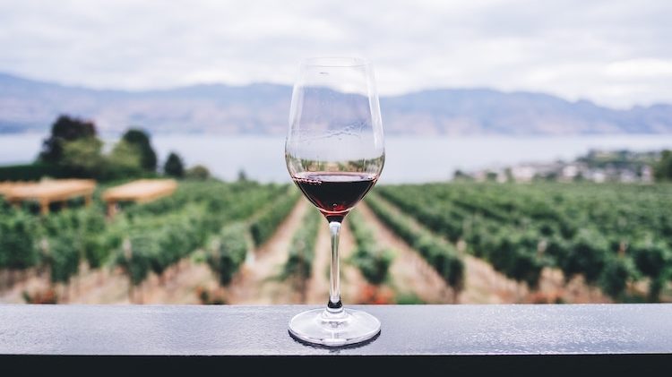 Investir dans le vin vignoble