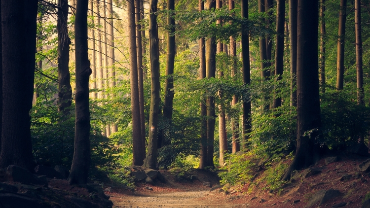 Investir Dans Les Forets Bonne Ou Mauvaise Idee Pour Votre Epargne