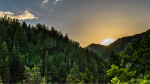 Investir dans les forêts